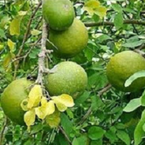 Bel Patra Plant, Bilva Patra, Tripatra, Stone apple, Wood apple, Aegle Marmelos